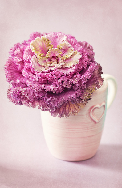 Decorative cabbage flower - Φωτογραφία, εικόνα