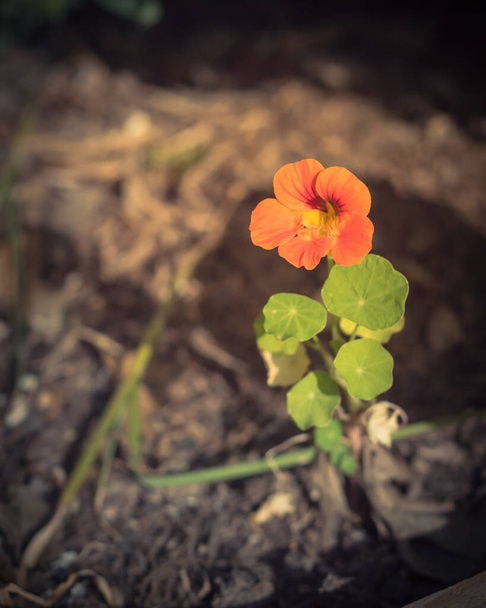 Filtrelenmiş görüntü, Dallas, Teksas, ABD yakınlarındaki bahçe yatağında tomurcuklanan nasturtiyum çiçeği. - Fotoğraf, Görsel