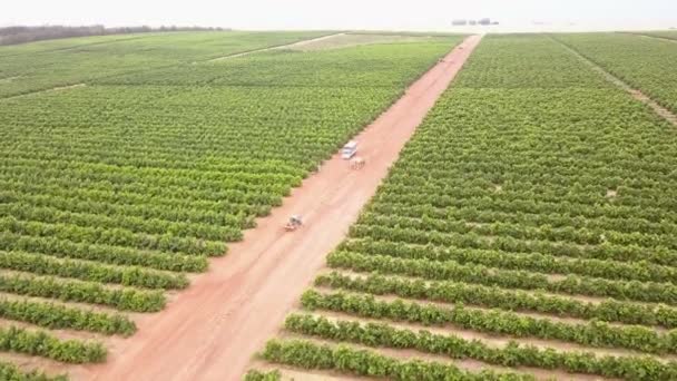 Antena de grandes tierras de cultivo con vides de uva
 - Imágenes, Vídeo