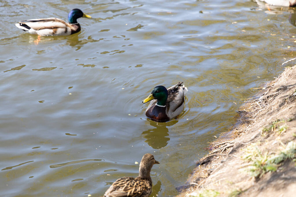 Eenden zwemmen in de meren in het park bij zonnig weer. - Foto, afbeelding