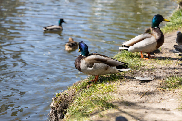 Patos en el lago en el parque en tiempo soleado
. - Foto, Imagen