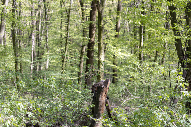 Tavasszal lombhullató erdő. - Fotó, kép