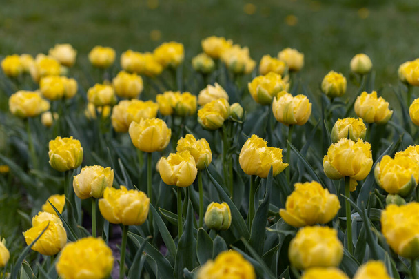 Gele tulpen op een bloembed in een park, gedetailleerd uitzicht. - Foto, afbeelding
