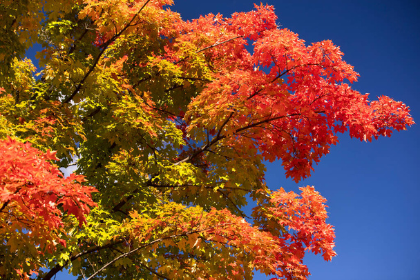 Le foglie brillanti cambiano colore nella stagione autunnale nella foresta - Foto, immagini