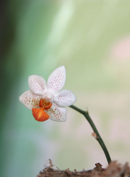Značka mini Phalaenopsis - Fotografie, Obrázek