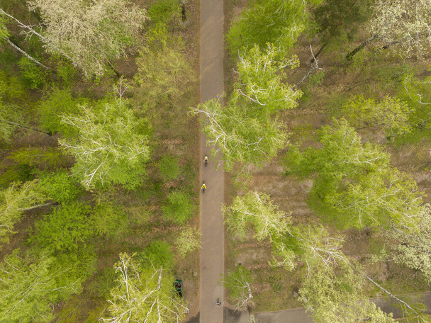 Walkways in the park among the trees on a spring day. Aerial drone view. - Foto, Imagen