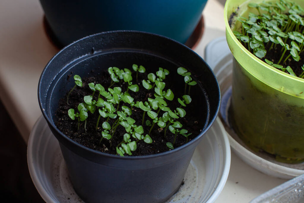 Semis de basilic cultivés dans une maison en pot
. - Photo, image