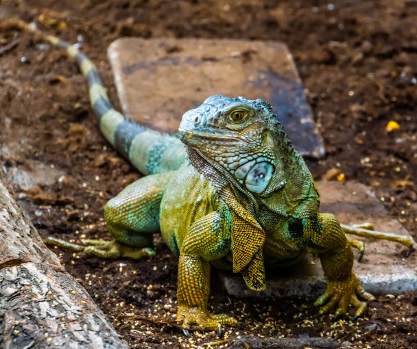 piękny portret z bliska zielonej amerykańskiej iguany, popularna tropikalna jaszczurka z Ameryki - Zdjęcie, obraz