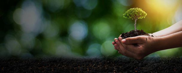 Journée mondiale de l'environnement et sauver le concept d'environnement, serrer la main en tenant le sol avec les plantules ou les petits arbres avec le sol sombre, sauver et protéger le concept de terre - Photo, image