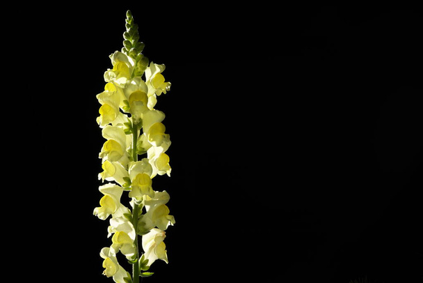 Tokyo,Japan-April 29, 2020: Isolated Yellow Snapdragon flowers on black background in Tokyo - Фото, зображення