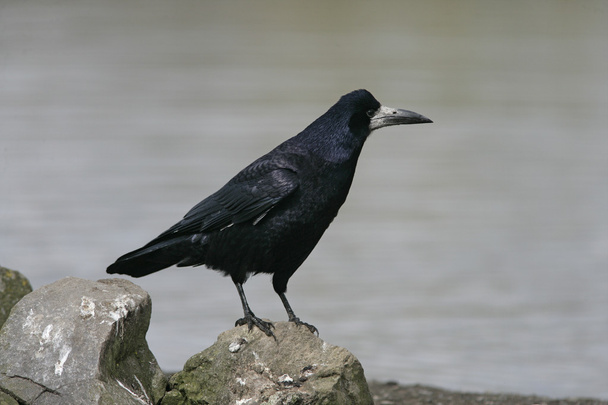 Rook, Corvus frugilegus, - Zdjęcie, obraz