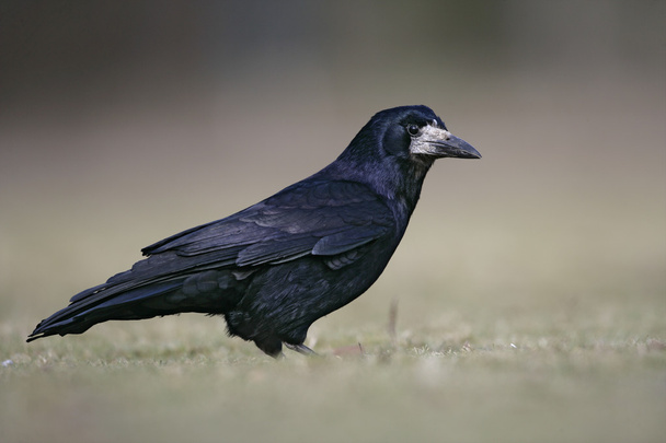 Rook, Corvus frugilegus, - Photo, Image