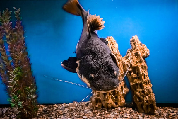 A huge catfish Pimelodidae swims in the aquarium. Underwater, selective focus, motion blur image - Photo, Image
