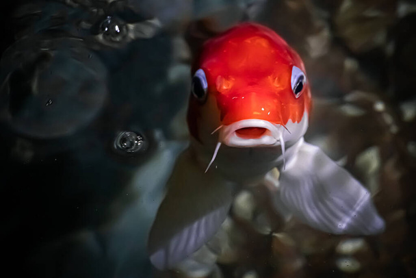 Fancy goldfish Free Stock Photos, Images, and Pictures of Fancy
