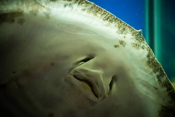 A huge ramp Potamotrygon motoro close-up swims in an aquarium in fresh water. Underwater, selective focus, motion blur image - Photo, Image