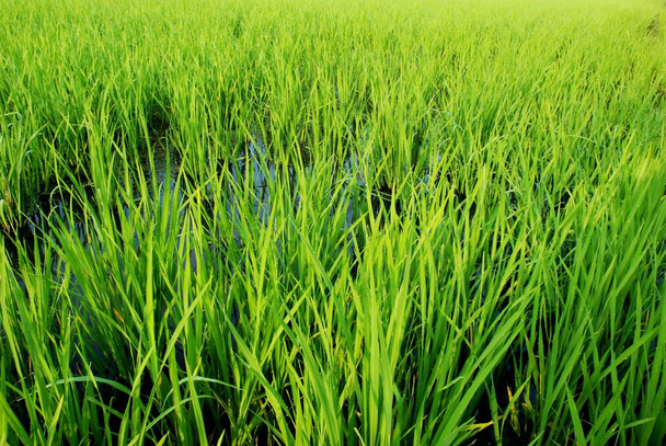 gelsomino campo di riso in Thailandia
 - Foto, immagini