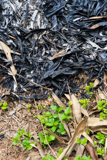 Rastros de hojas ardientes en el suelo
 - Foto, Imagen