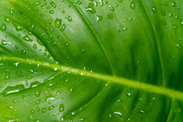 Zamknięte tropikalny z kropli wody deszczowej na tekstury liści abstrakcyjne tło. - Zdjęcie, obraz