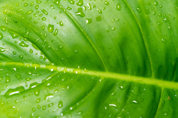 Closed up tropical with rain water drop on leaf texture abstract background. - Foto, Imagem