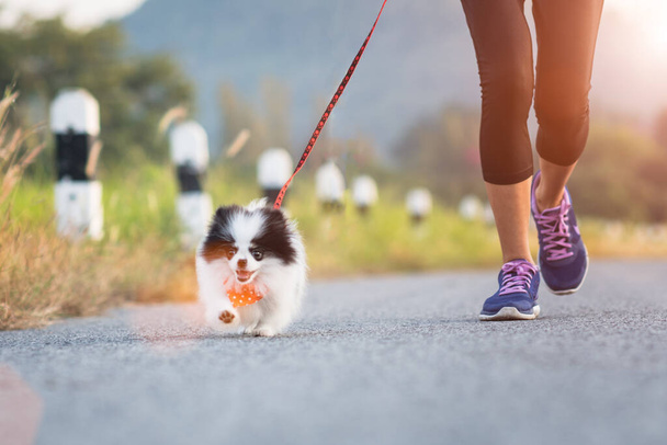 puppy dog running exercise on the road park with girl owner together, training jog together morning  - Fotoğraf, Görsel