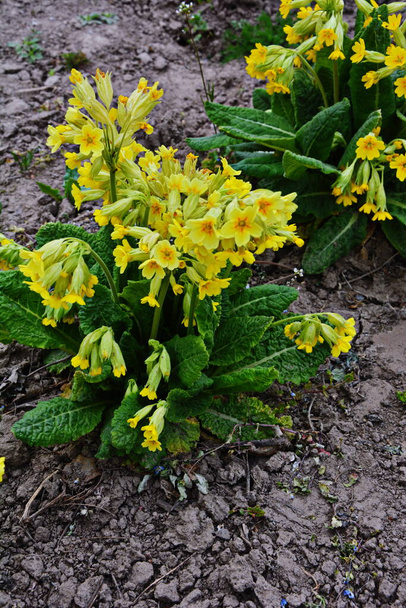 Spring wild flowers - Primula veris (cowslip, common cowslip, cowslip primrose) - Photo, Image
