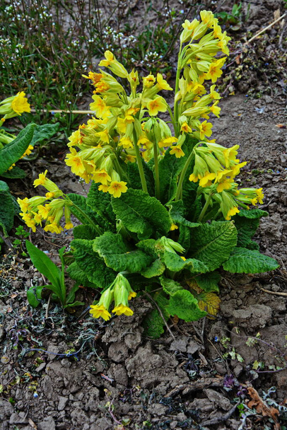 Весняні дикі квіти - Примула (ковзання, поширене ковзання, ковзання примули
) - Фото, зображення