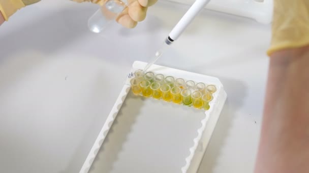 Laboratorní lékařské vybavení PCR. Detailní záběr vědce pracujícího ve sterilní genetické laboratoři s pipetou. Výzkumný pracovník pracuje v laboratoři molekulárního genetického výzkumu pro test DNA. 4 k - Záběry, video