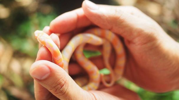 vörös-narancssárga kígyó a kézen - Fotó, kép