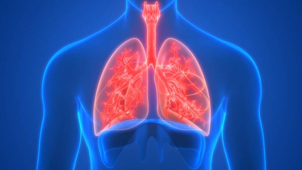 Pulmões uma parte da anatomia do sistema respiratório humano 3d renderização
 - Foto, Imagem