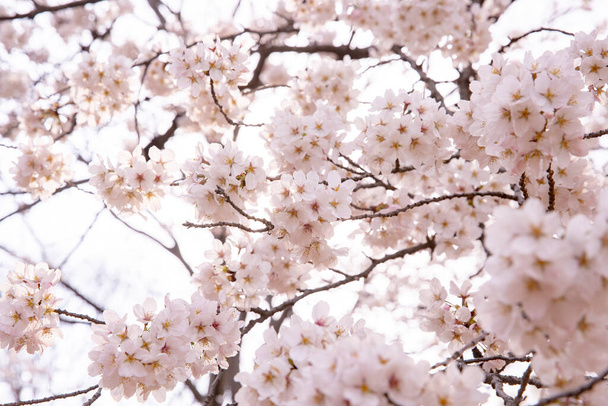 Katsaus kirsikankukkiin täydessä kukassa keväällä
 - Valokuva, kuva