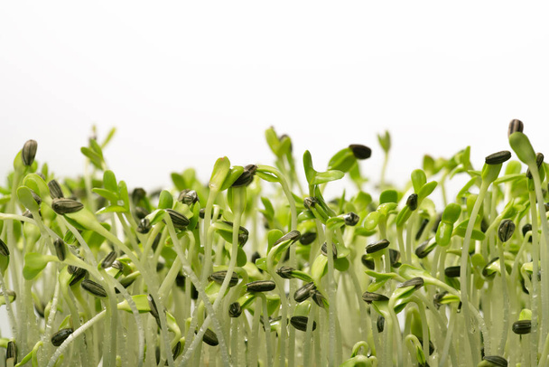 taze mikro yeşil ayçiçeği filizi, organik çiftlik - Fotoğraf, Görsel