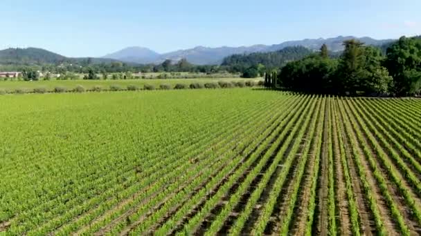 Aerial view of Napa Valley vineyard landscape  - Footage, Video