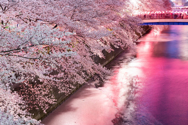 Μια σειρά από κερασιές κατά μήκος του φωτισμένου ποταμού Meguro (Τόκιο, Ιαπωνία) - Φωτογραφία, εικόνα