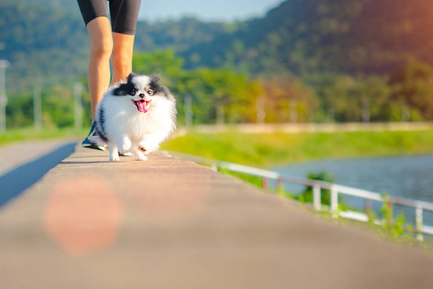 happy puppy dog exercise running together on the lane floor in the Morning light - 写真・画像