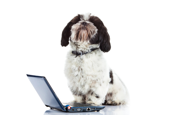 Shih tzu with computer isolated on white background dog - Φωτογραφία, εικόνα