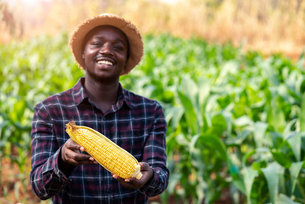 Закрыть свежую кукурузу, которую держит африканский фермер на ферме
. - Фото, изображение