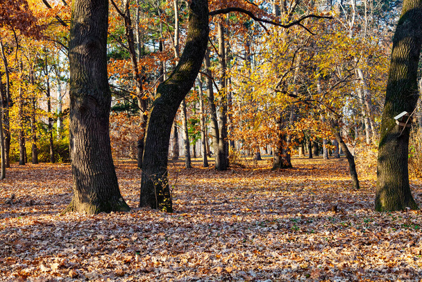 Beautiful autumn park. Beautiful fall landscape. - Foto, Imagem