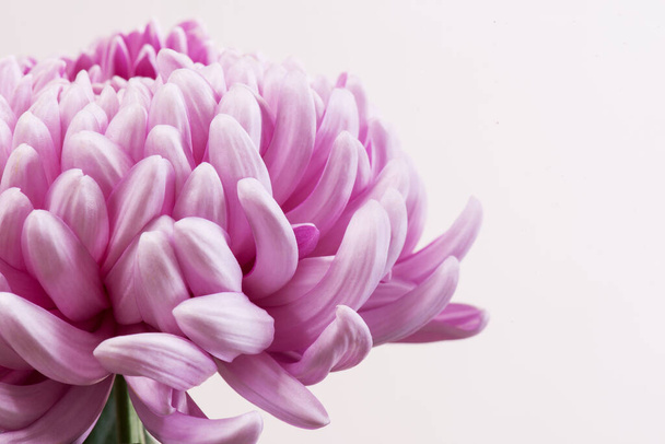 Close up photo of Pink Chrysanthemum flower on light background. Macro photography - Zdjęcie, obraz