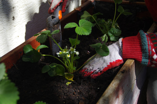 Piantare le fragole nella cassa in primavera. Giardinaggio domestico. Hobby e giardino di ecologia
. - Foto, immagini