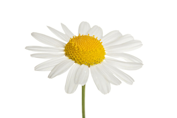 Chamomole flor aislada
 - Foto, imagen