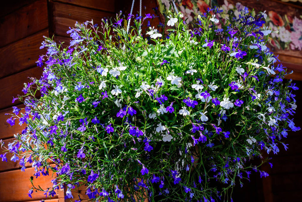 Żywe niebiesko-białe kwiaty szafirowej rośliny Lobelii w garnku ogrodowym w słoneczny letni dzień, piękne zewnętrzne tło kwiatowe - Zdjęcie, obraz