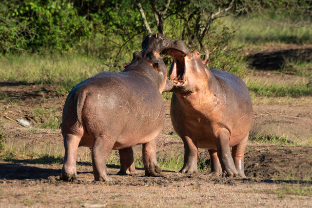 Два бегемота открывают рты друг другу.
 - Фото, изображение