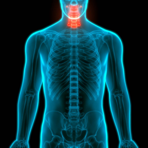 Spinal cord Anatomy (Cervical vertebrae). 3D - Illustration - Photo, Image