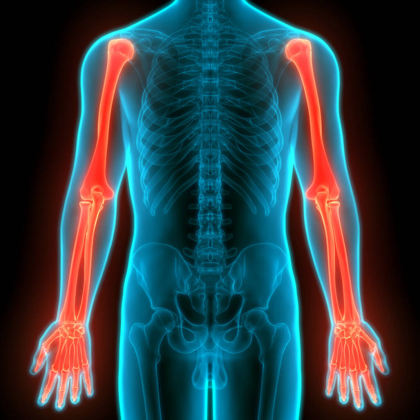 İnsan İskelet Sistemi Kemik Eller Eklemleri Anatomisi. 3D - Görüntü - Fotoğraf, Görsel