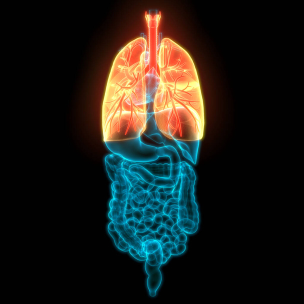 İnsan Solunum Sistemi Anatomiyi Akciğerledi - Fotoğraf, Görsel