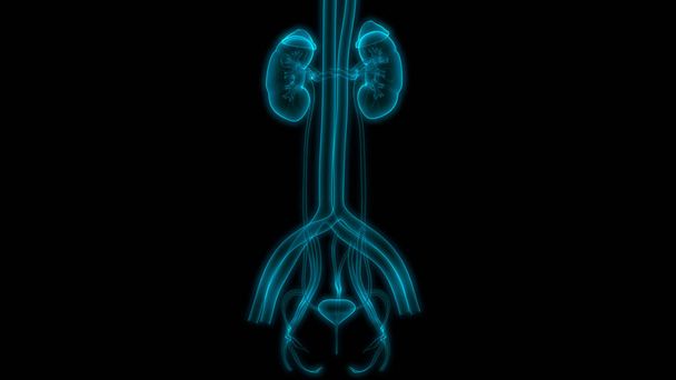 3D Illustration menschlicher Körperorgane (Nieren)) - Foto, Bild