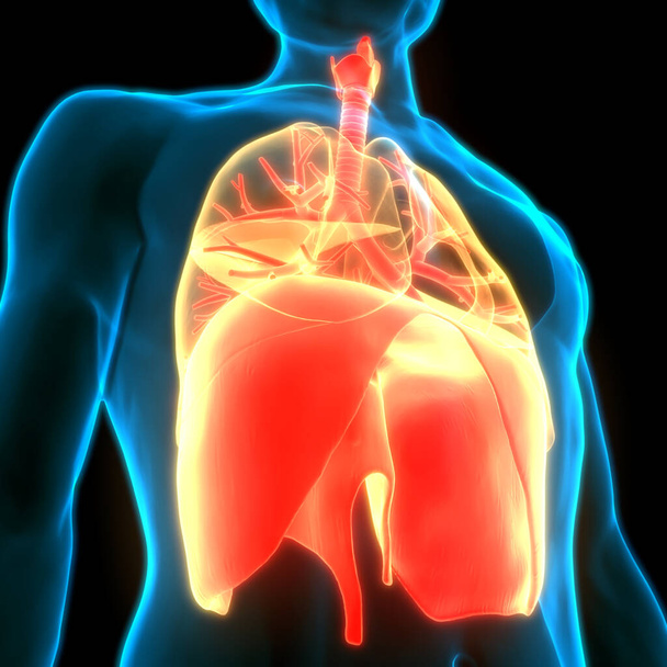 Легкие дыхательной системы человека с анатомией диафрагмы
 - Фото, изображение