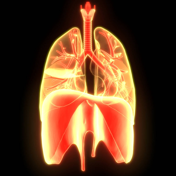 Ανθρώπινο αναπνευστικό σύστημα Πνεύμονες με Ανατομία διαφραγμάτων - Φωτογραφία, εικόνα