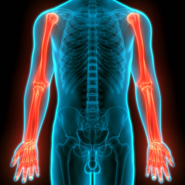 Lidská kostní soustava Kostní ruce klouby Anatomie. 3D - ilustrace - Fotografie, Obrázek
