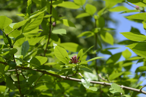 Carolina allspice tree - Latin name - Calycanthus floridus - Фото, зображення